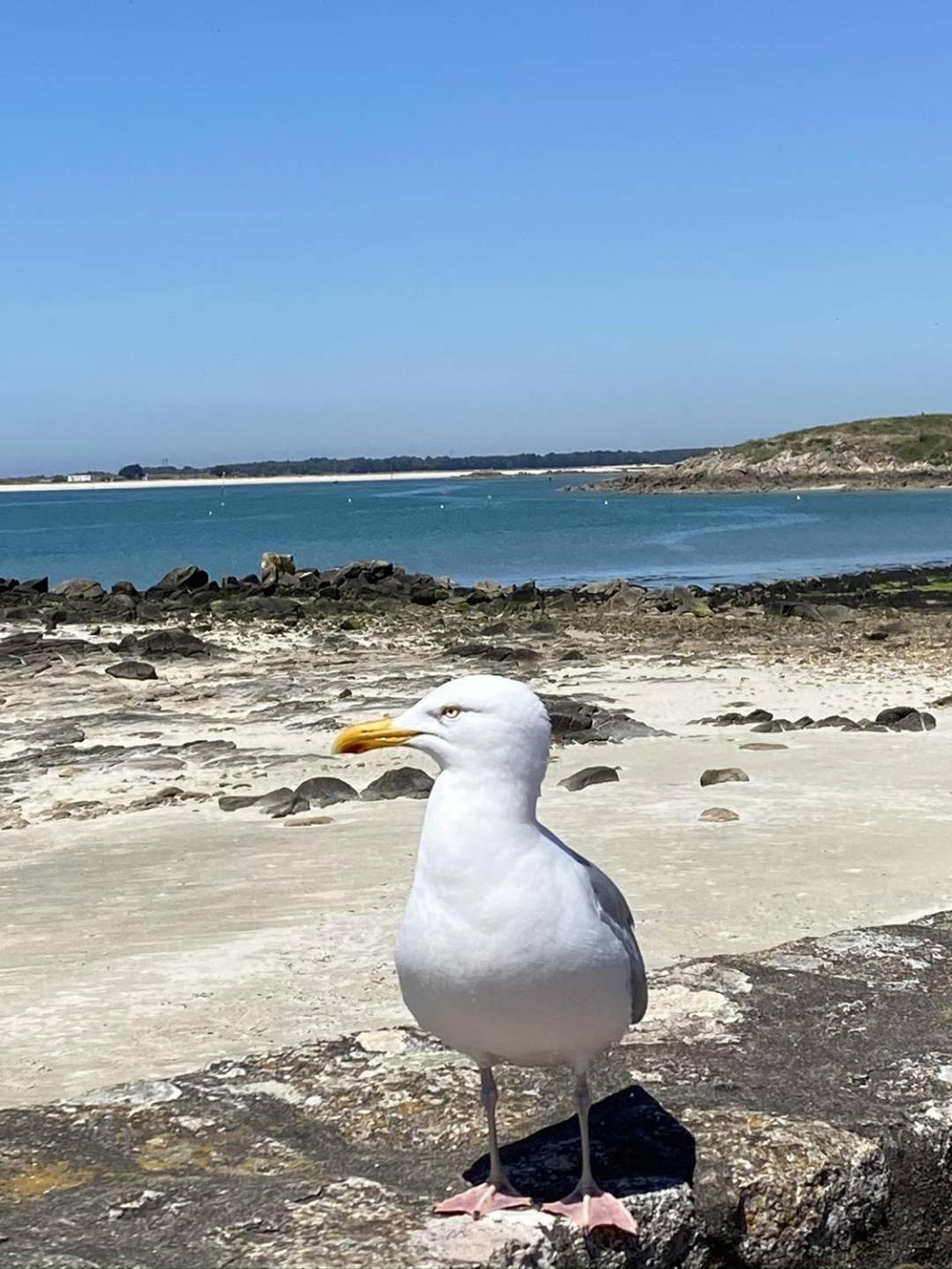 Confortable Studio, Wifi, Parking, Proche Plage Carnac Luaran gambar